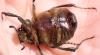 Gnorimus nobilis